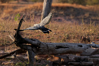 African harrier hawk - Kariba