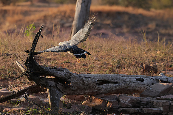 African harrier hawk - Kariba