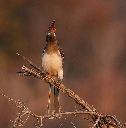 Bradfiekd's hornbill - Hwange NP