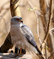 Hwange National Park