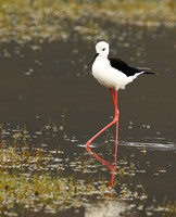 Black-winged stilt - Ngorongoro