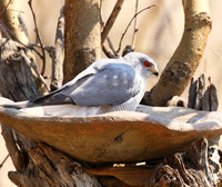 Hwange National Park