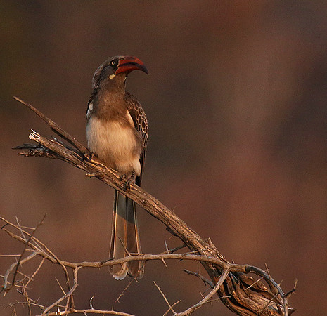 Bradfiekd's hornbill - Hwange NP
