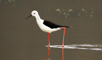 Black-winged stilt - Ngorongoro