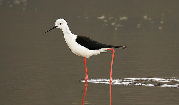 Black-winged stilt - Ngorongoro