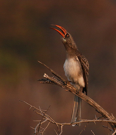 Bradfiekd's hornbill - Hwange NP