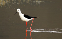 Black-winged stilt - Ngorongoro