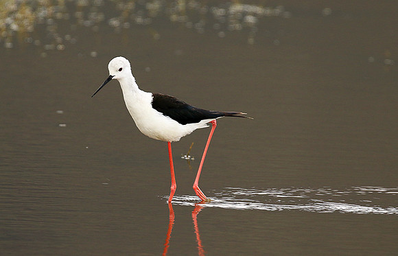 Black-winged stilt - Ngorongoro