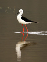 Black-winged stilt - Ngorongoro