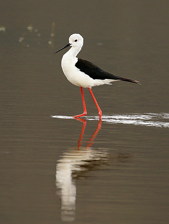 Black-winged stilt - Ngorongoro