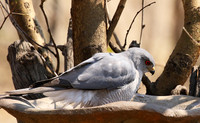 Hwange National Park