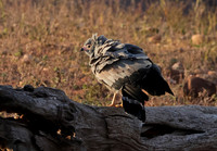 African harrier hawk - Kariba