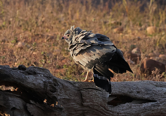 African harrier hawk - Kariba