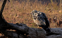 African harrier hawk - Kariba