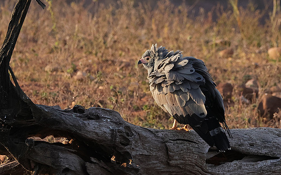 African harrier hawk - Kariba