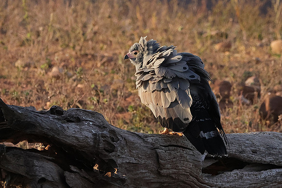 African harrier hawk - Kariba