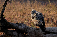 African harrier hawk - Kariba