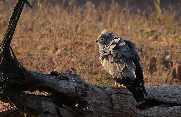 African harrier hawk - Kariba