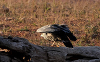 African harrier hawk - Kariba