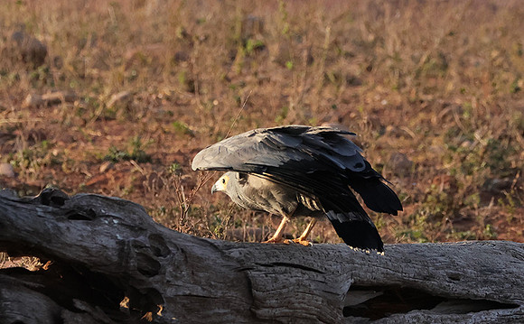 African harrier hawk - Kariba