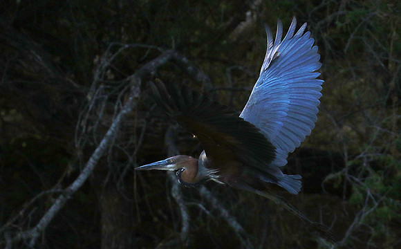 Goliath heron - Malilangwe