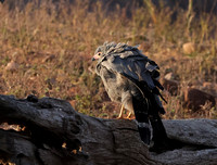 African harrier hawk - Kariba