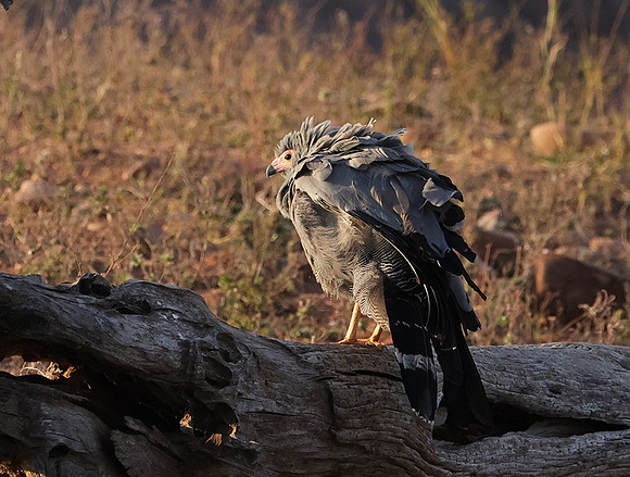 African harrier hawk - Kariba