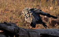 African harrier hawk - Kariba