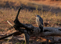 African harrier hawk - Kariba