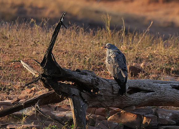 African harrier hawk - Kariba