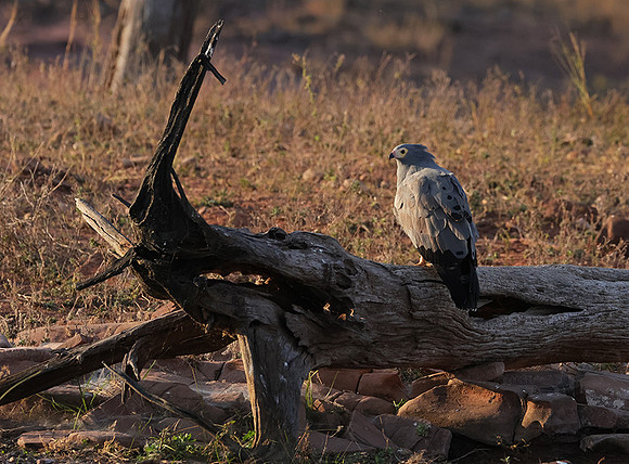 African harrier hawk - Kariba