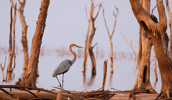 Goliath heron - Matusadona NP