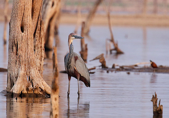 Goliath heron - Matusadona NP