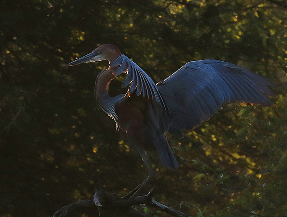 Goliath heron - Malilangwe wildlife reserve
