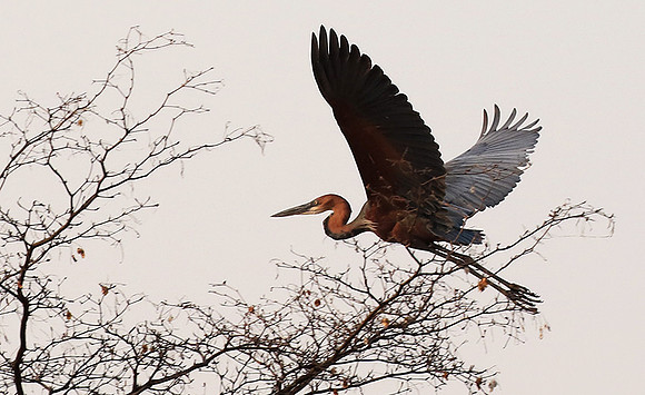 Goliath heron - Matusadona NP