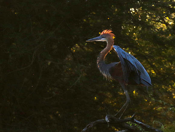 Goliath heron - Malilangwe