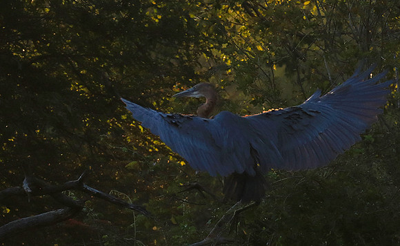 Goliath heron - Malilangwe