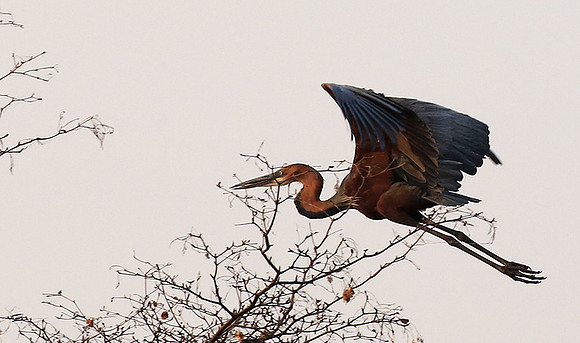 Goliath heron - Matusadona NP