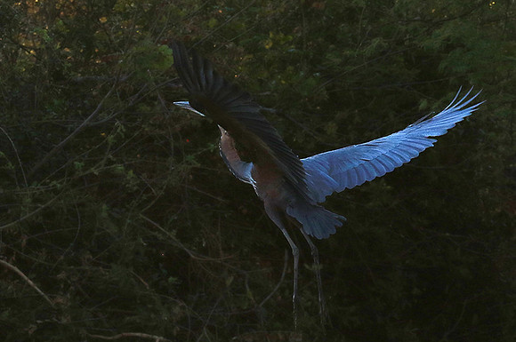Goliath heron - Malilangwe