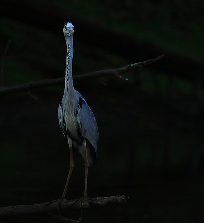 Grey heron - Malilangwe