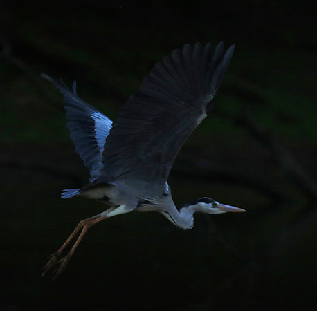 Grey heron - Malilangwe