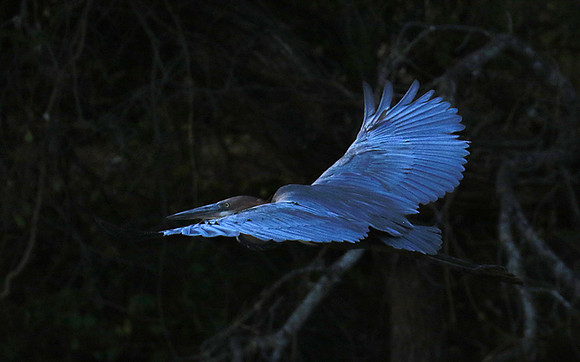 Goliath heron - Malilangwe