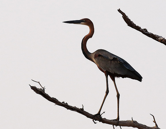 Goliath heron - Matusadona NP
