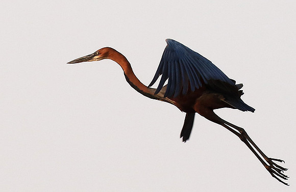 Goliath heron - Matusadona NP