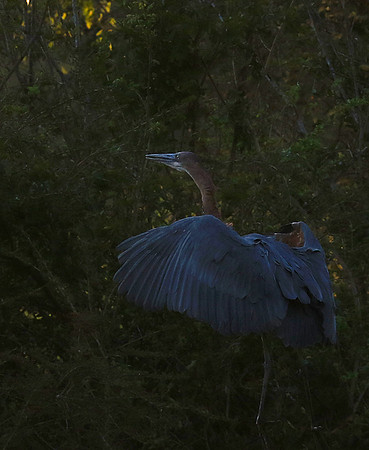 Goliath heron - Malilangwe