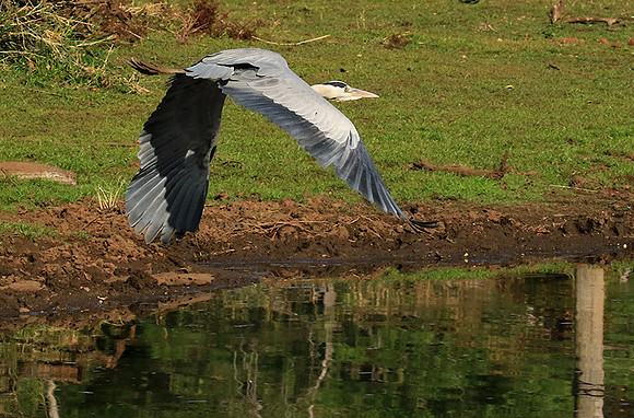 Grey heron - Malilangwe