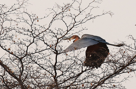 Goliath heron - Matusadona NP