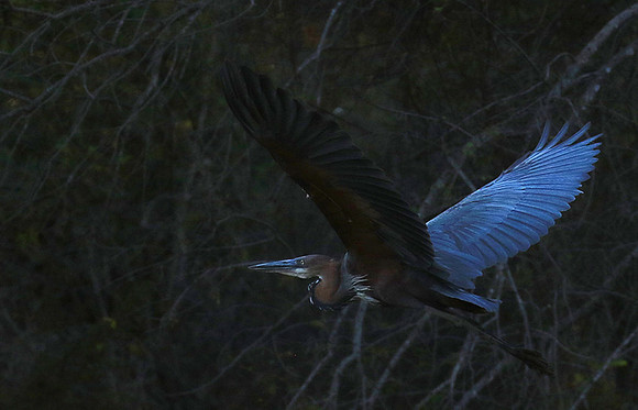 Goliath heron - Malilangwe