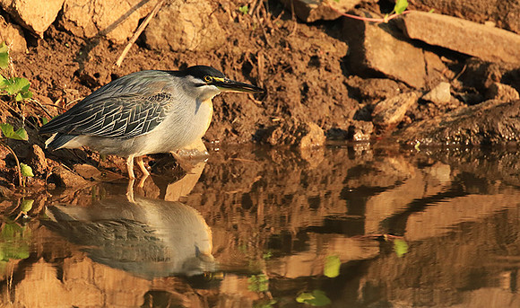 Green-backed heron - Malilangwe
