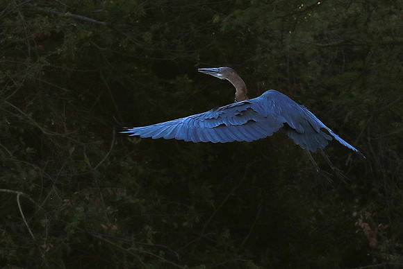 Goliath heron - Malilangwe